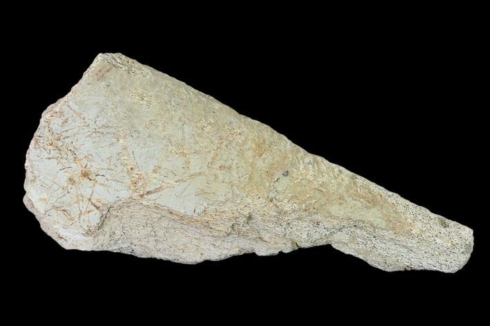 Fossil Triceratops Bone Section - North Dakota #138320
